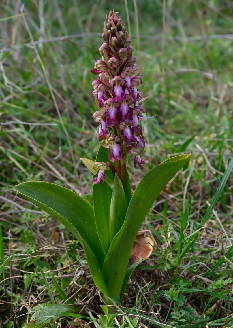 Anno nuovo, orchidee nuove: dalla Grecia con passione.